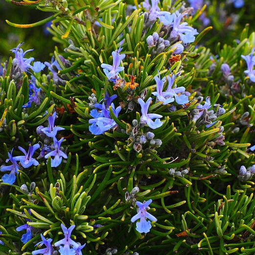 Rosemary
