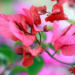 Bougainvillea