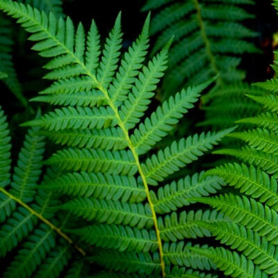 Ferns