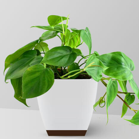 Heartleaf Philodendron