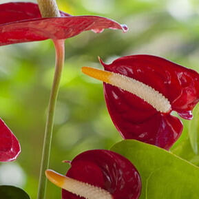 Anthurium