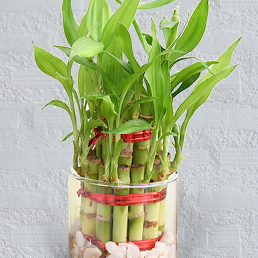 Lucky Bamboo