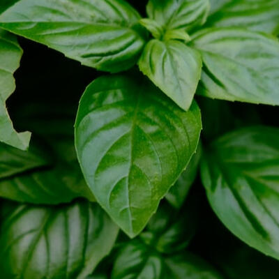 Basil