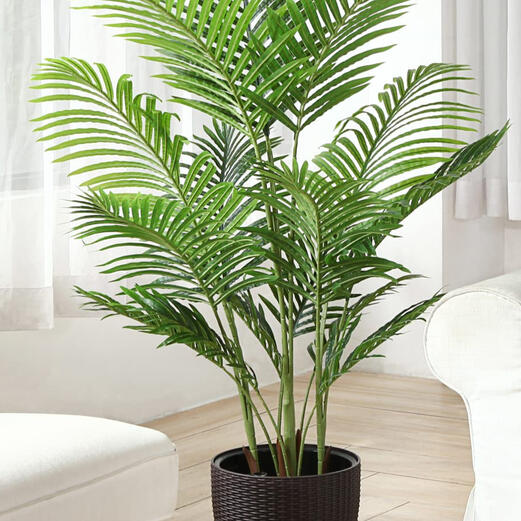 Areca Palm