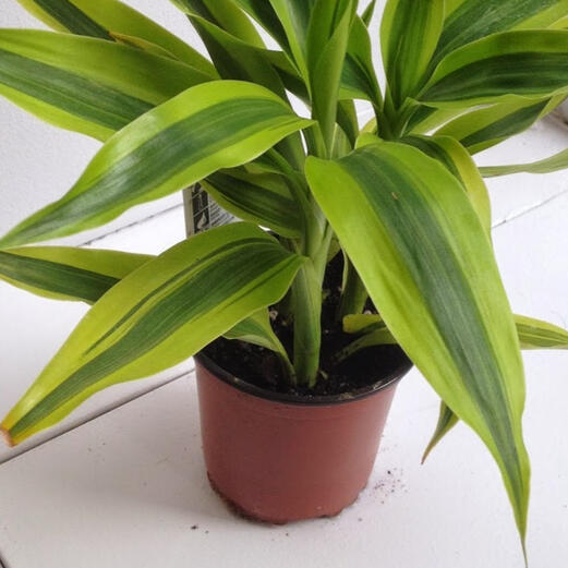 Warneck Dracaena